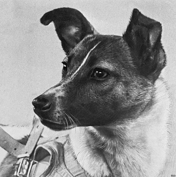 Laika, the first dog in space