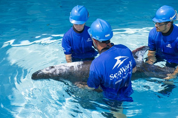 Rare beached pygmy killer whale arrives at SeaWorld (3)