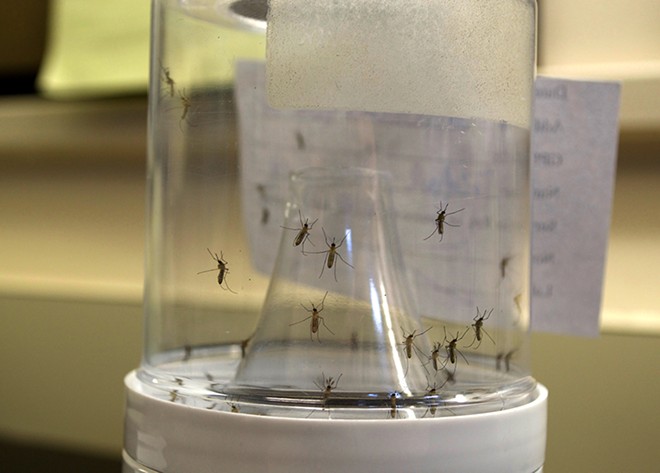 Different mosquito species are bred in containers at the lab. - Photo by Monivette Cordeiro