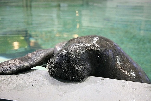 Florida's oldest manatee, Snooty, enters Guinness World Records after turning 68
