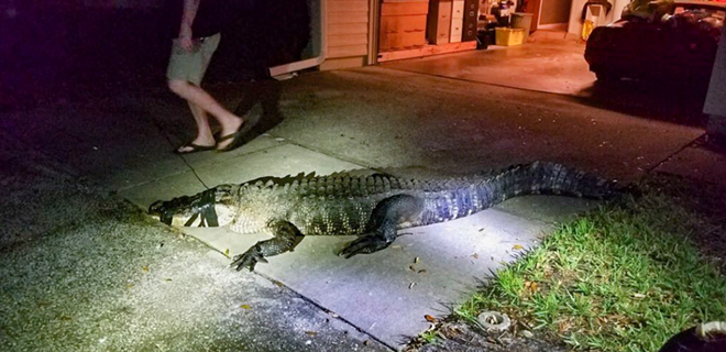 An 11-foot alligator was found inside a Clearwater home last night