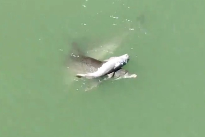 Super sad video shows grieving mother dolphin carrying her dead calf in Florida coastal waters
