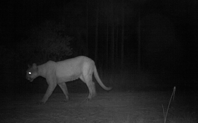 A female panther taken by an automatic camera north of the Caloosahatchee River in Florida. - Photo via FWC