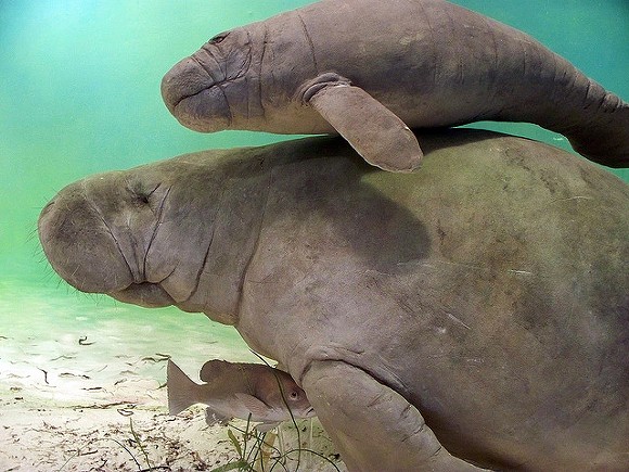 Floridians had a record year for running over panthers and manatees