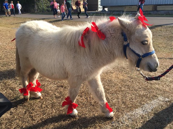 This very cute and tiny horse in Clermont needs your assistance