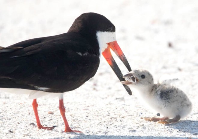 Florida bird spotted feeding cigarette butt to chick on St. Pete Beach