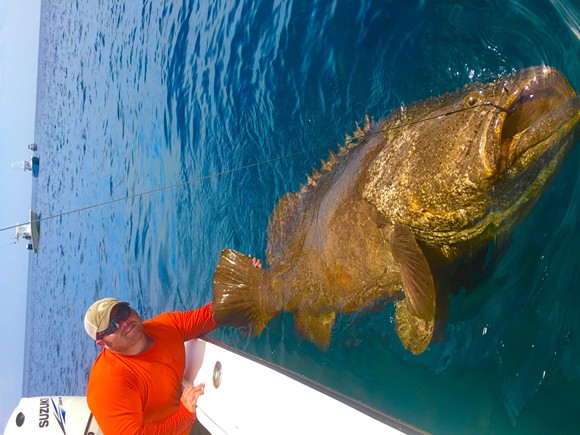 FWC may relax rules on fishing Goliath Grouper, a hearty fish of the sea
