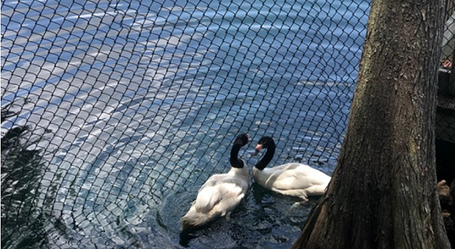One of two male black-necked swans at Lake Eola dies, ending Orlando's 'swan-elorette' story