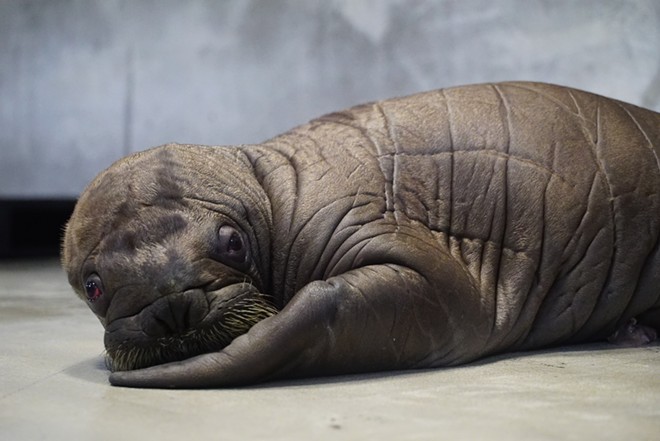 Stop what you're doing because a baby walrus was just born at Sea World