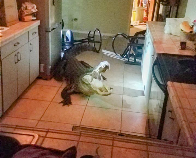 Florida insurance agency declines to cover damage caused by 11-foot alligator bursting into Clearwater kitchen