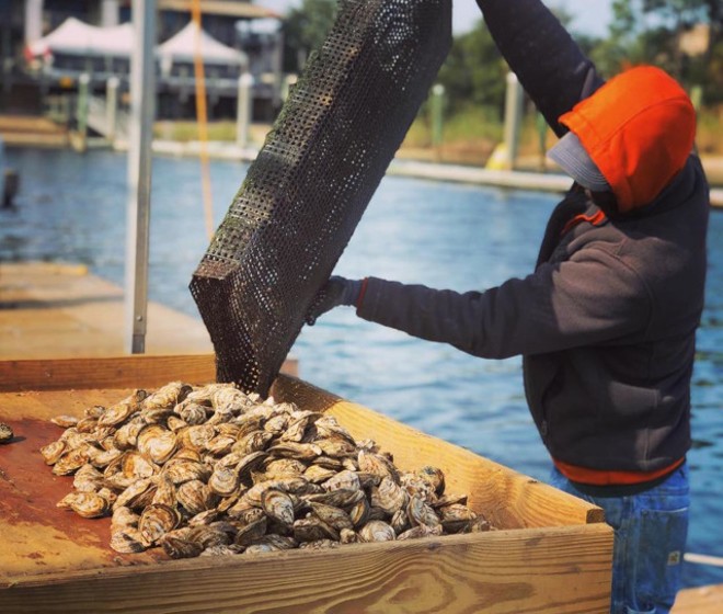 Seafood thieves steal 17,000 oysters from Florida fishery