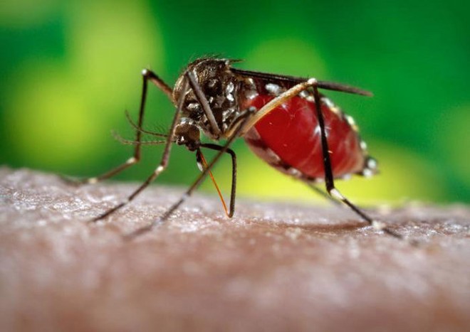Orange County officials warn residents after three chickens contract mosquito-borne virus