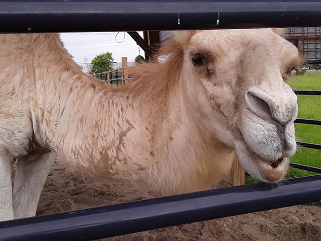 Florida woman escapes 600-pound camel in Louisiana by biting its testicles