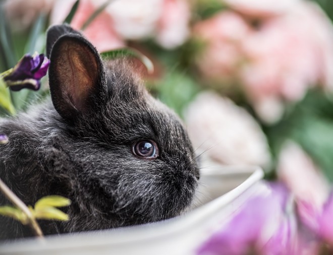 Second Bunny Cafe planned for The Nook with Orlando Rabbit Care & Adoptions