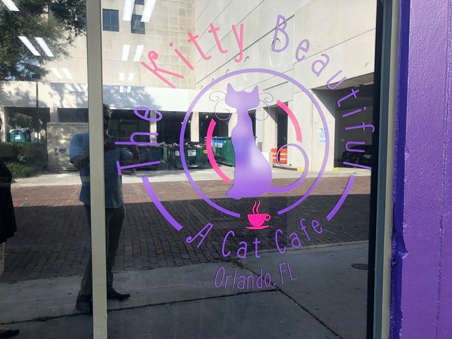 Orlando playwright and entrepreneur David Strauss becomes a 'purr-fessional cat wrangler' with new Kitty Beautiful cat café