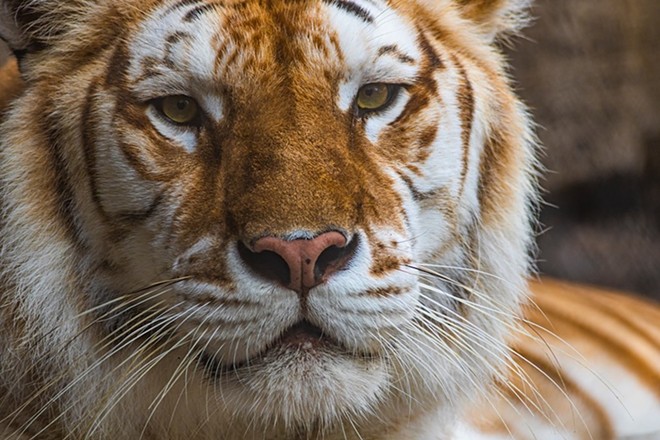A Bengal tiger at Busch Gardens Tampa Bay died after an 'atypical interaction' with her brother