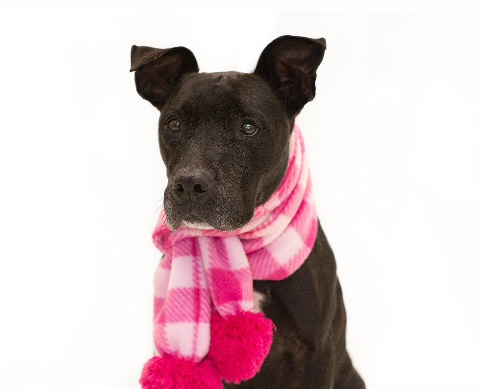 Pantera (A249104) - Photo by Pawsitive Shelter Photography