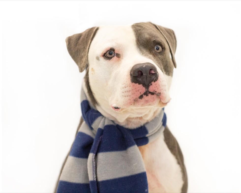 Mr. Blue (A444037) - Photo by Pawsitive Shelter Photography