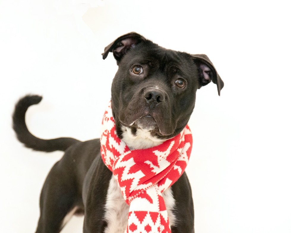 Guinness (A443707) - Photo by Pawsitive Shelter Photography
