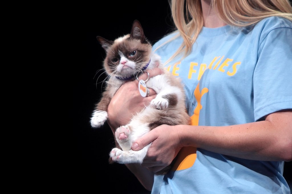 Grumpy Cat at the 2014 VidCon in Anaheim, California - Photo by Gage Skidmore via Wikimedia Commons