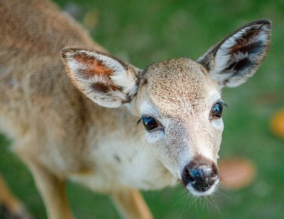 Florida Key deer - PHOTO VIA ADOBE STOCK