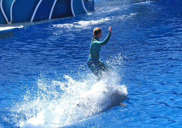 A SeaWorld trainer rides a dolphin - Photo via mliu92/Wikimedia Commons