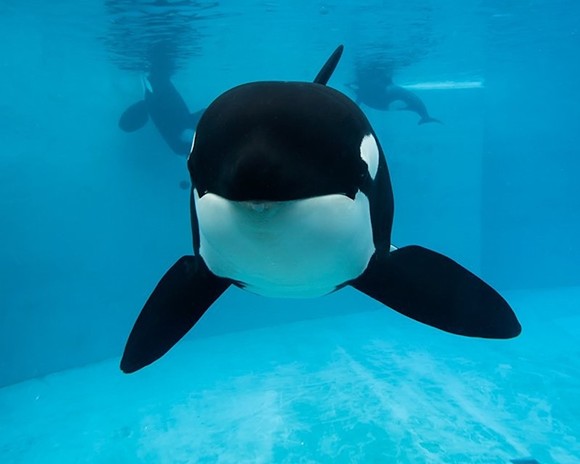 SeaWorld to pay $65 million settlement in shareholder lawsuit over 'Blackfish' film