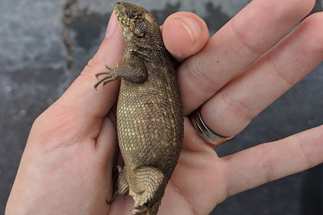 Insanely constipated Florida lizard just broke the record for biggest poop