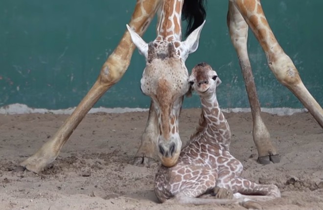 Busch Gardens Tampa Bay just welcomed a new baby giraffe