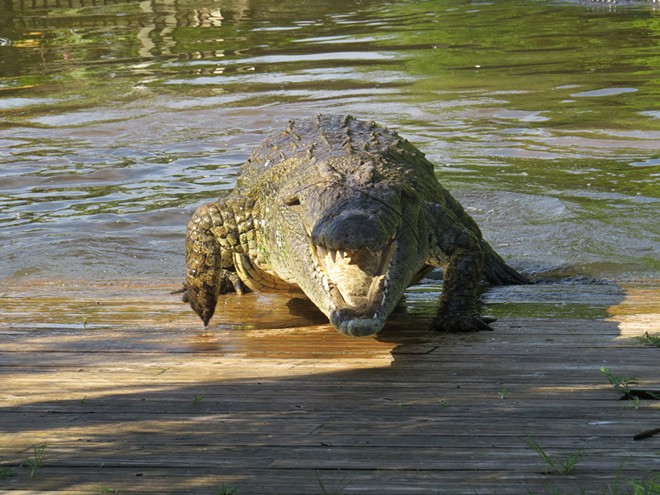 As alligator mating season brings nests across Central Florida, Gatorland reminds you to watch your back (7)