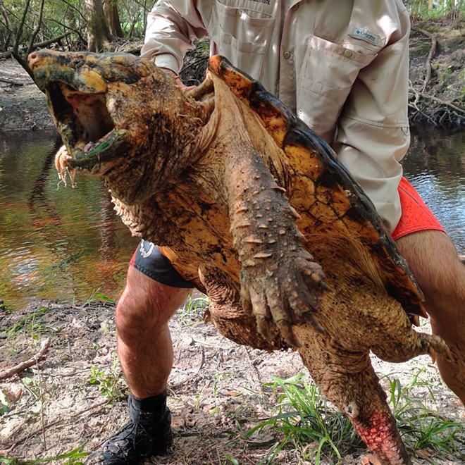 Florida researchers discover 100-pound alligator snapping turtle near Gainesville (2)