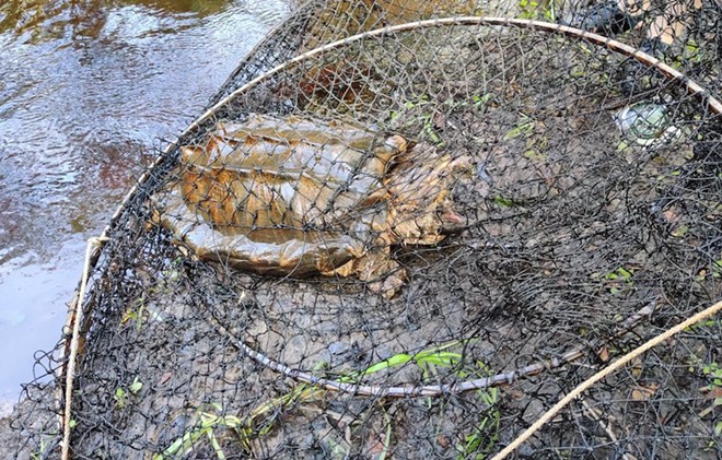 Florida researchers discover 100-pound alligator snapping turtle near Gainesville (4)