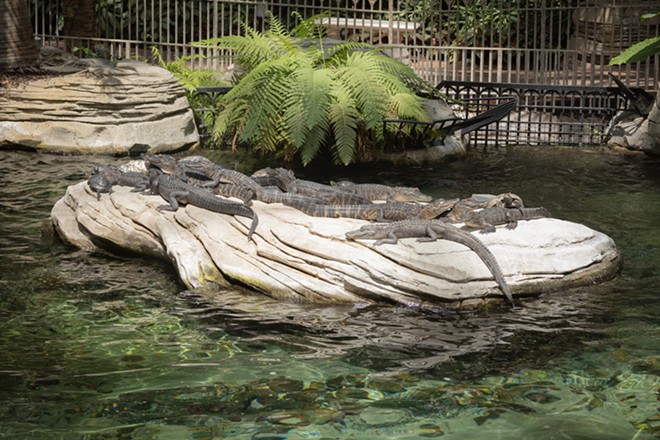 Some of the Wild Florida gators now seen at Gaylord Palms - Image via Wild Florida