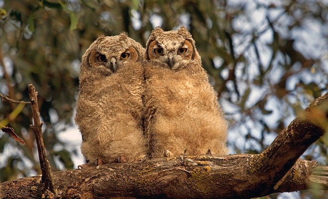 Great-horned owlets - Photo by Tom Muehleisen courtesy the Audubon Center