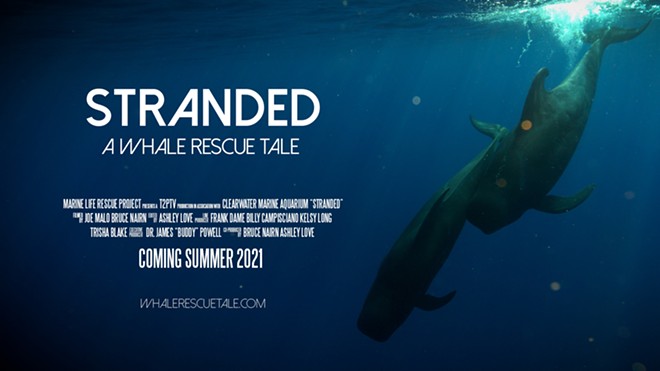 Media darling Clearwater Marine Aquarium to star in new whale rescue documentary (2)