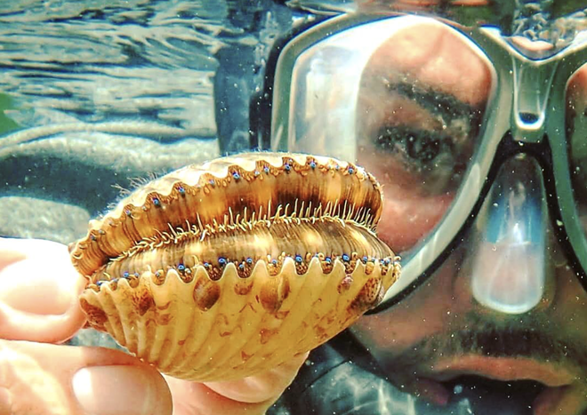 Scalloping season will be running from July 1 through September 24 in Citrus County. - Via Crystal River/ Instagram
