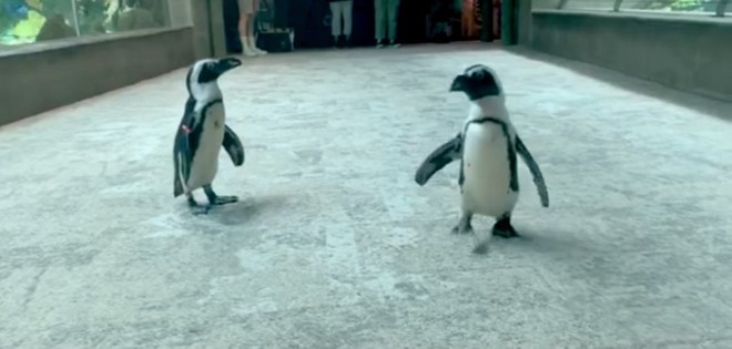 Seven endangered penguins died suddenly at the Florida Aquarium. - Screenshot via Florida Aquarium/Facebook
