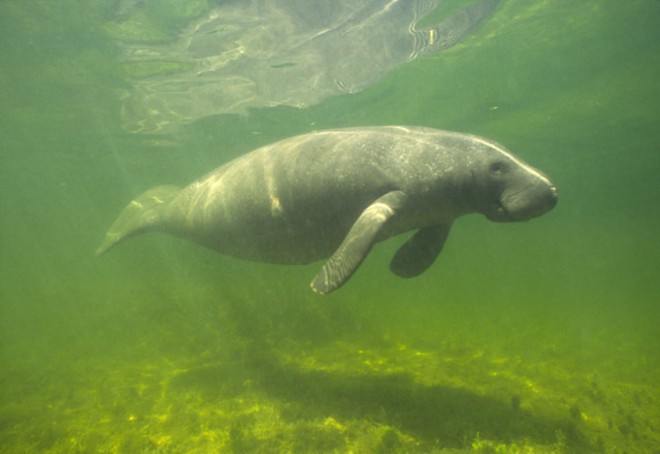 Florida passes record amount of yearly manatee deaths in first six months of 2021