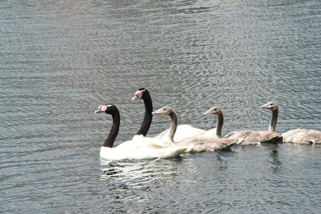 Black-necked swan cygnets released onto Lake Eola
