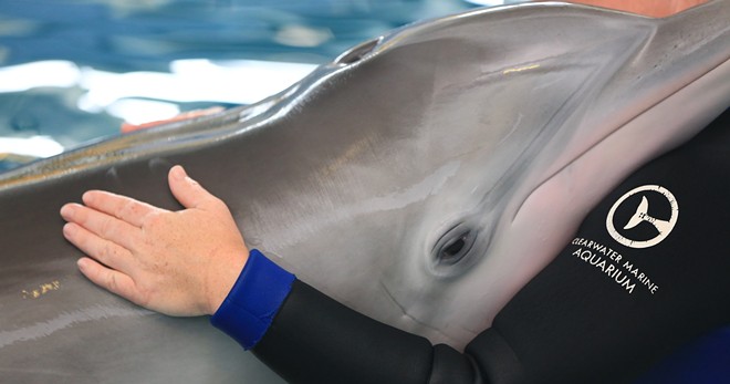 Clearwater Marine Aquarium's famous dolphin Winter falls ill with possible infection