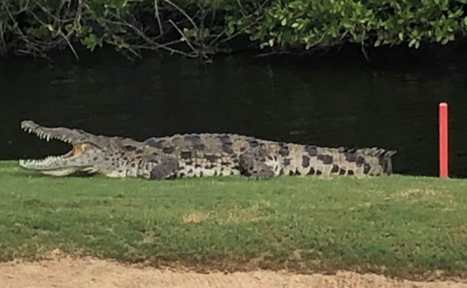 A crocodile took up residence at a Florida country club. Officials say it can't be moved