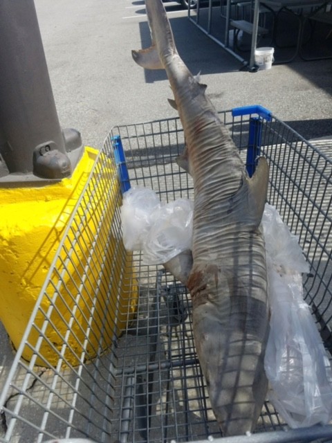 Someone left a dead shark in a Florida Walmart parking lot