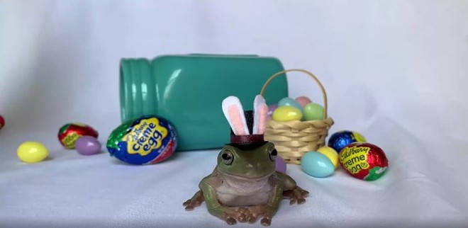 Orlando's Betty the Tree Frog is ready to pass on the ears as Cadbury Bunny tryouts start (2)