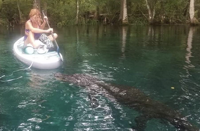 Alligator who menaced Ocala paddleboarder in viral video killed by wildlife officials | Florida News | Orlando