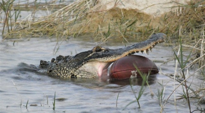 Alligator caught with football in its mouth is South Florida's 'most valuable predator'
