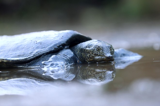 Florida wildlife officials looking for sick turtles in Central Florida