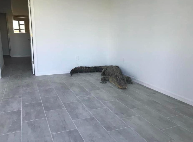 A 12-foot alligator moved into a Florida home before new owners could | Florida News | Orlando