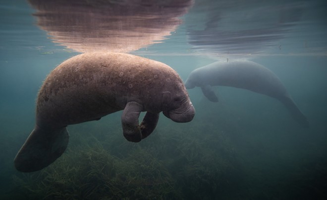 Florida officials stop manatee feeding for summer in spite of success