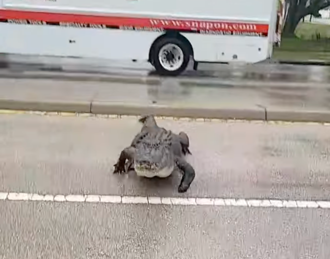 Video shows huge alligator crawling under Florida man's truck