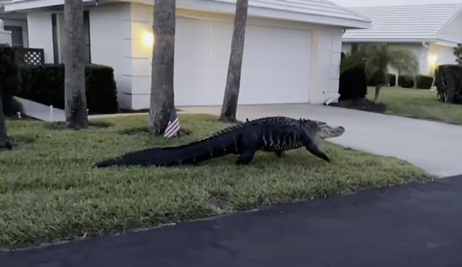 Video shows massive alligator visiting Venice on Easter morning